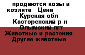 продаются козы и козлята › Цена ­ 5 000 - Курская обл., Касторенский р-н, Олымский пгт Животные и растения » Другие животные   